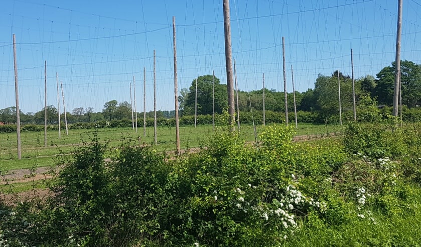 Het hopveld van Hogenelst Hop in Zieuwent. Foto: Kyra Broshuis
