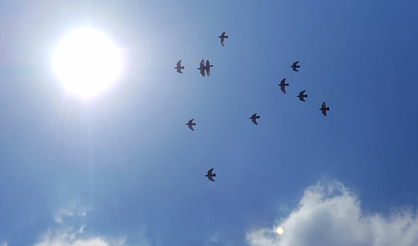 <p>De duiven werden al op vrijdag gelost, vanwege de slechte weersvoorspellingen in het weekend. Foto: Robert Borneman</p>