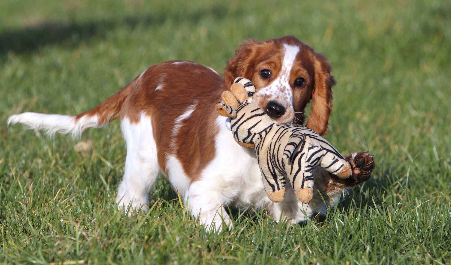 De puppycursus is belangrijk voor een jong hondje. Foto: Ria van Middelaar