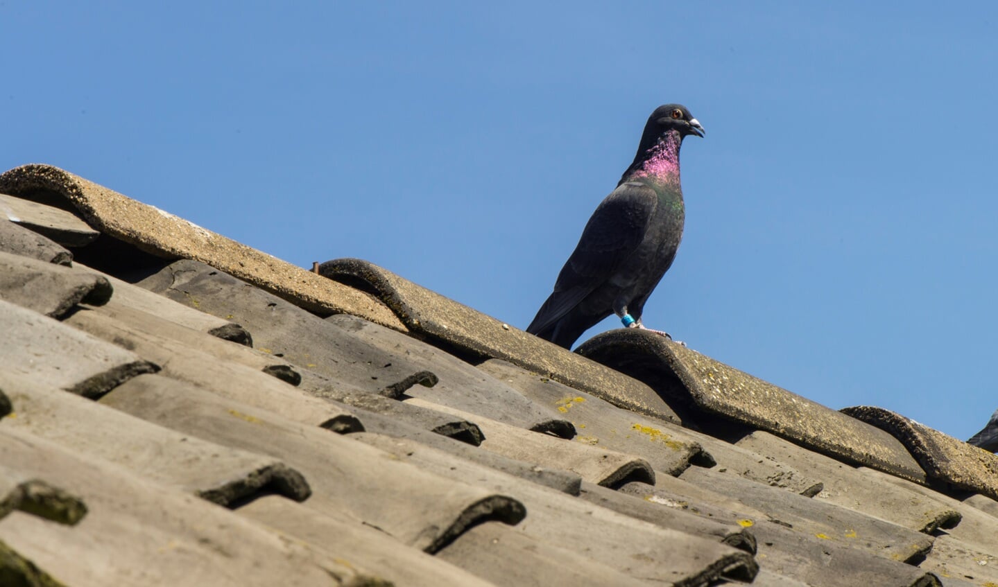 Duiven komen terug op het hok. Foto: Robert Borneman