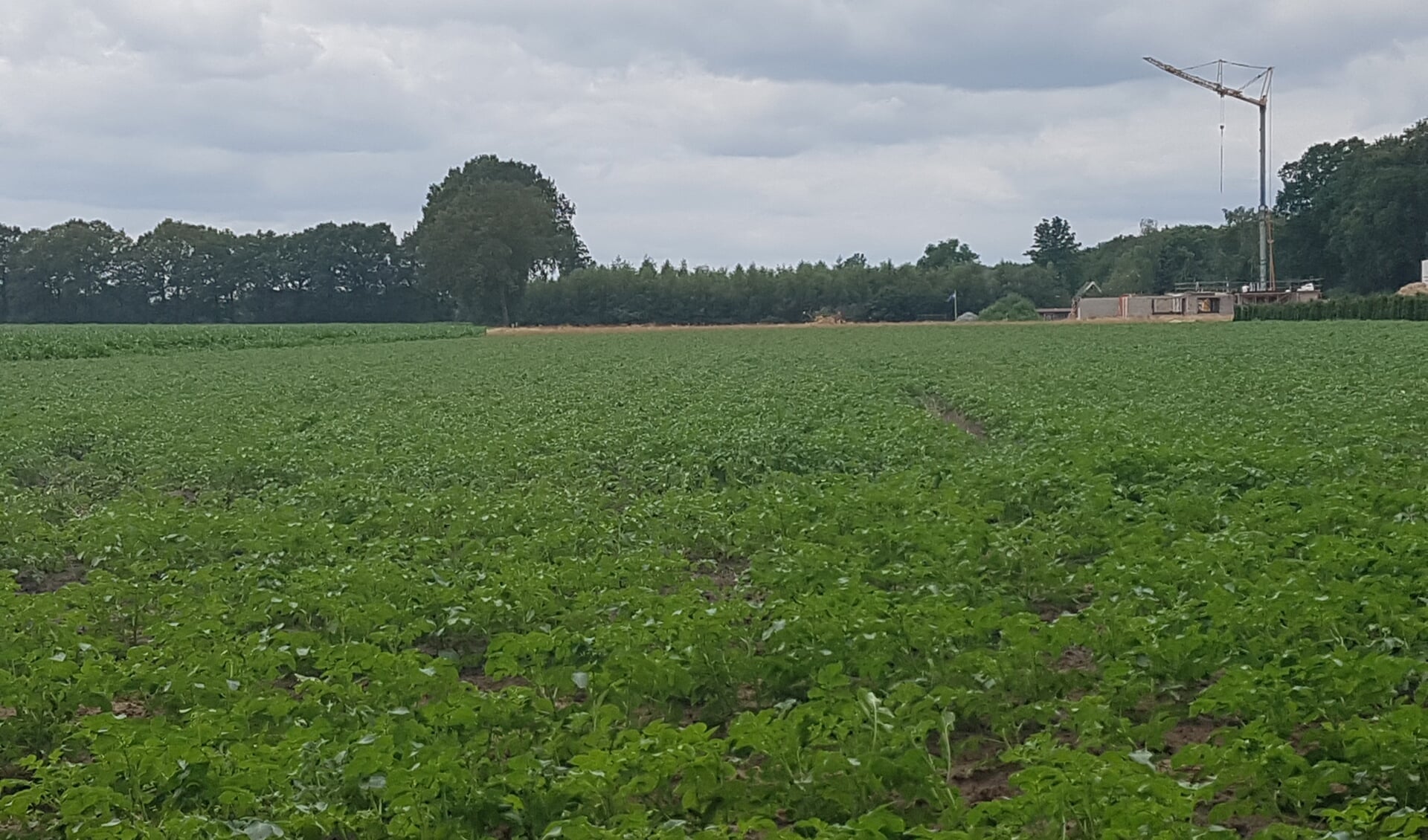 Een deel van het land van de gebroeders Hulshof waar een zonnepark zou moeten komen. foto: Kyra Broshuis