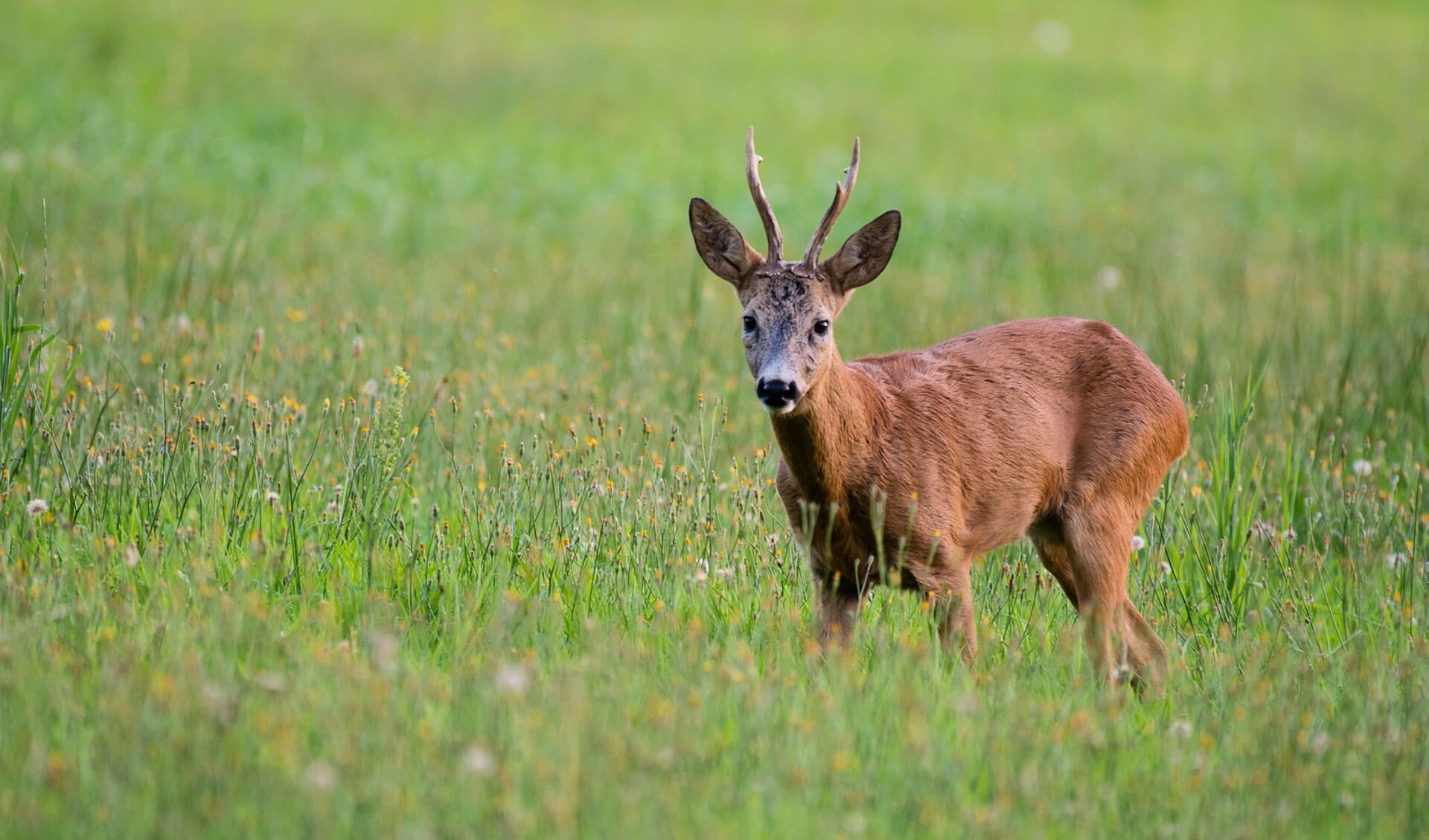 Foto: Natuurmonumenten/M. van Vorstenbosch