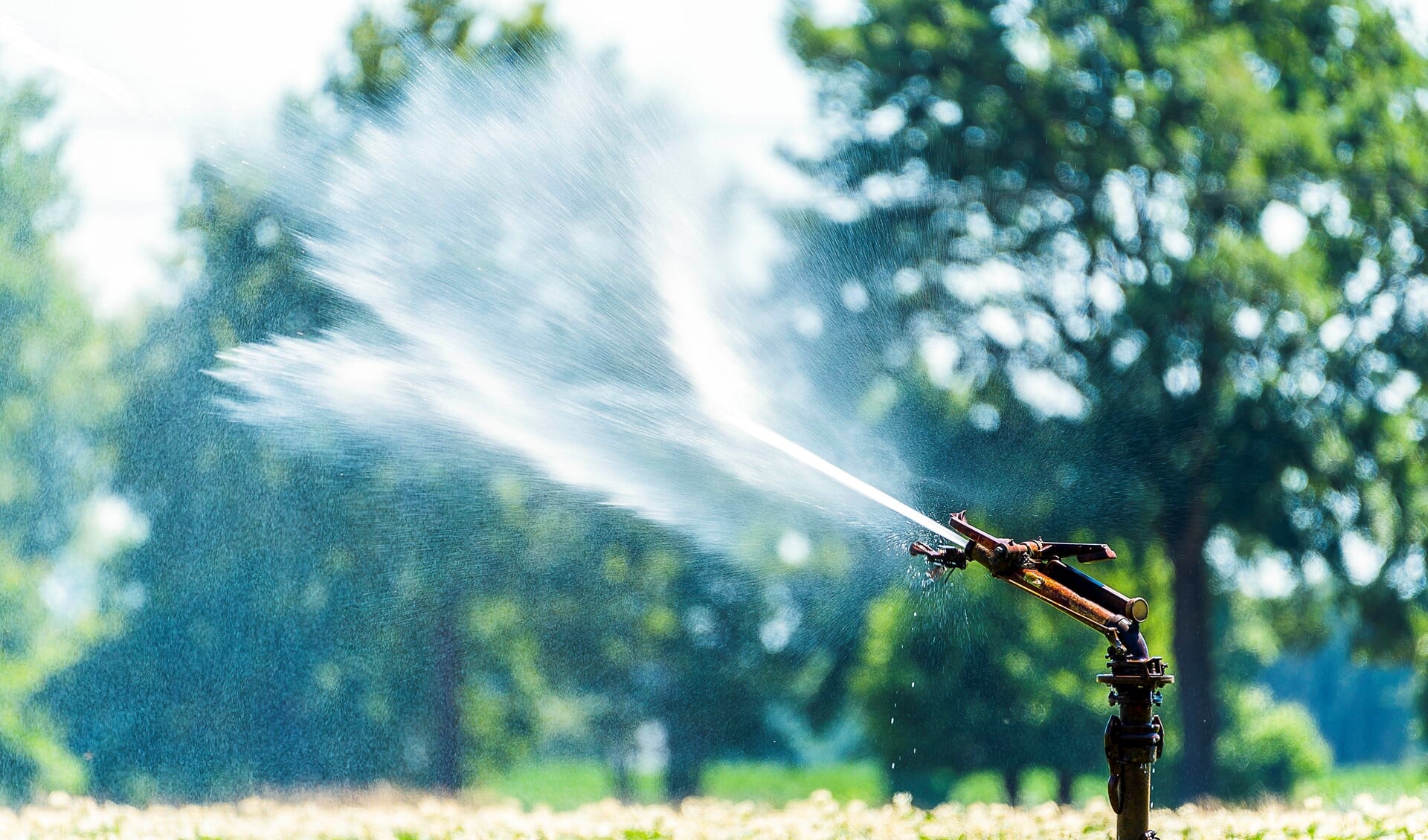 Sproeiers maken overuren door droogte. Foto: Henk van Raaij