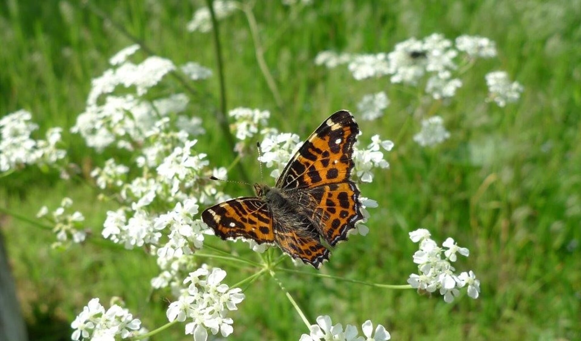Dit vlindertje, het Landkaartje is  in Park de Bleijke te zien. Foto: Marga Limbeek