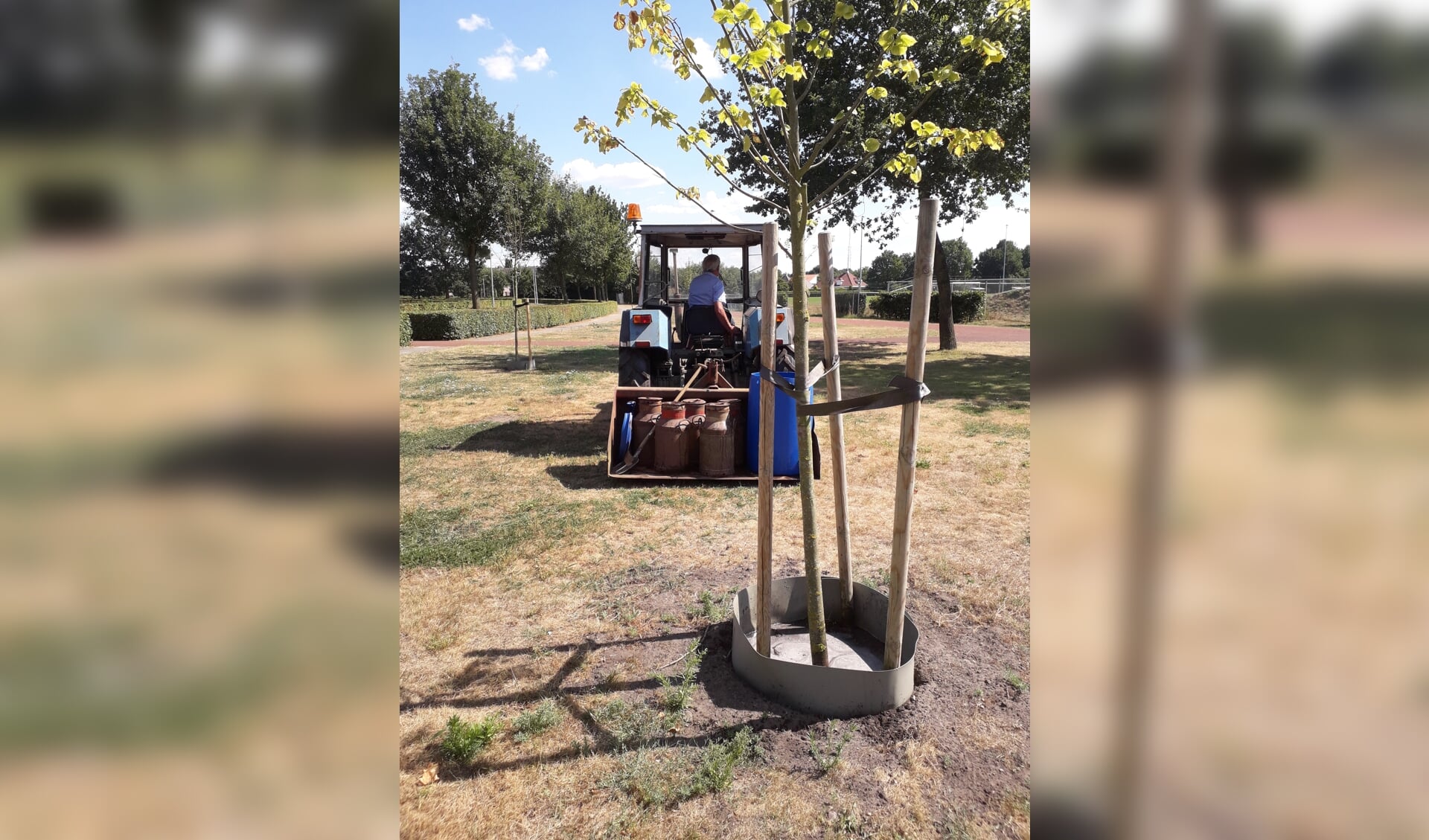 Twee keer in de week wordt driehonderd liter grondwater in melkbussen aangevoerd om de bomen van water te voorzien. Foto: PR. 