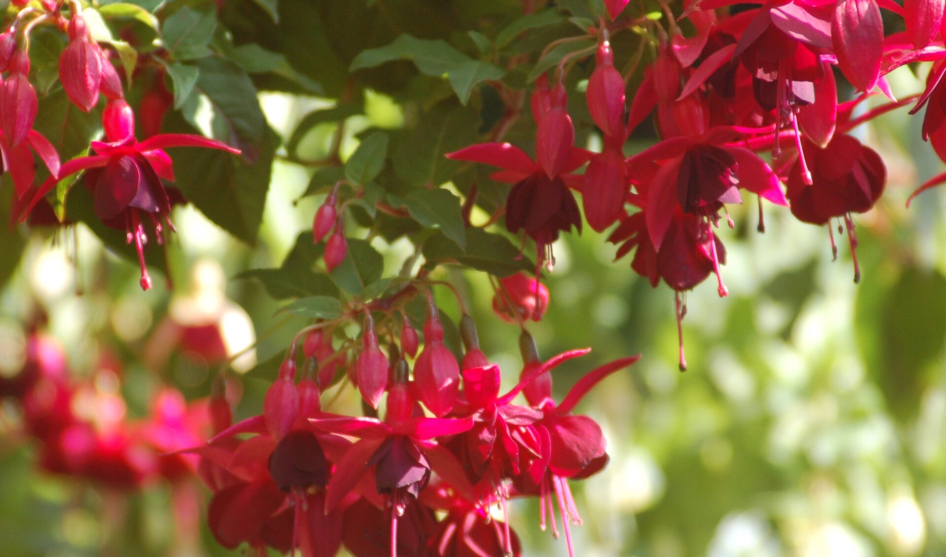 Fuchsia's te zien in de tuin in Wichmond. Foto: PR