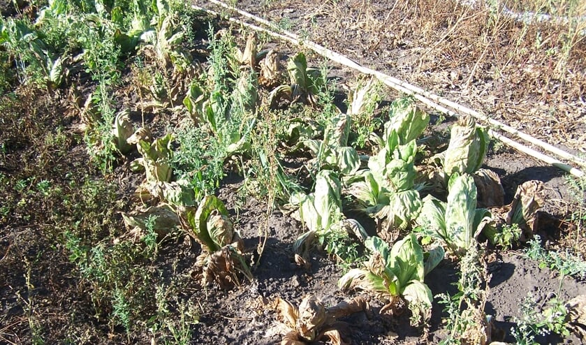 De Bioakker met mislukte teelt van sla door extreem hoge temperaturen. Foto: PR