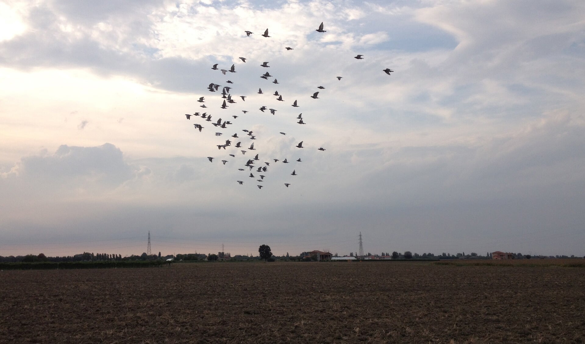De duiven beginnen aan hun thuisreis. Foto: Robert Borneman