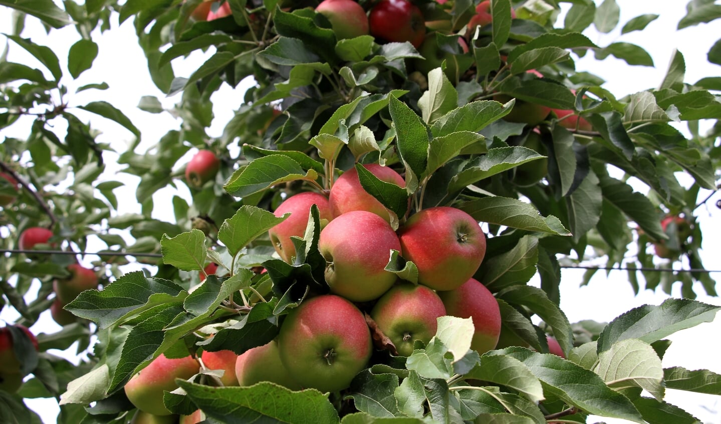 Appels plukken bij Fruitbedrijf Horstink. Foto: Liesbeth Spaansen