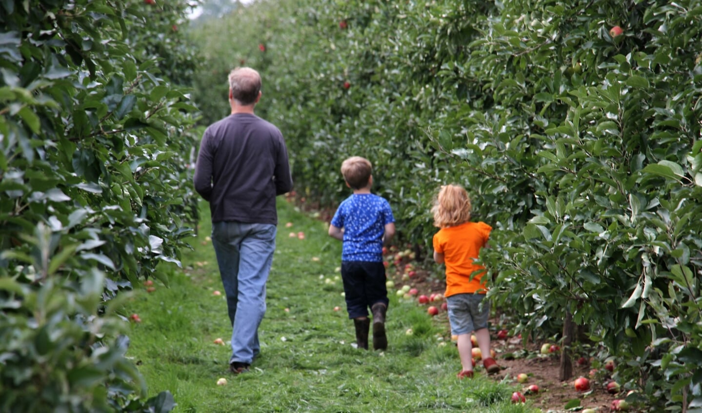 Appels plukken in de boomgaard van Fruitbedrijf Horstink. Foto: Liesbeth Spaansen