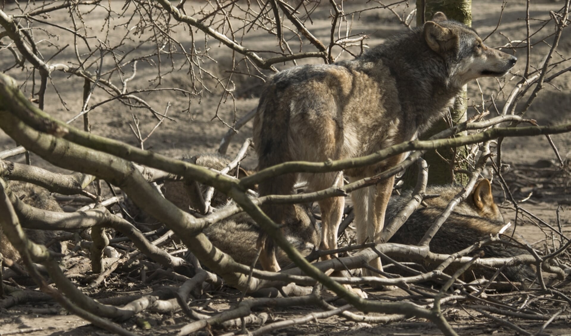 Thema-avond over de wolf. Foto: Hugh Jansman