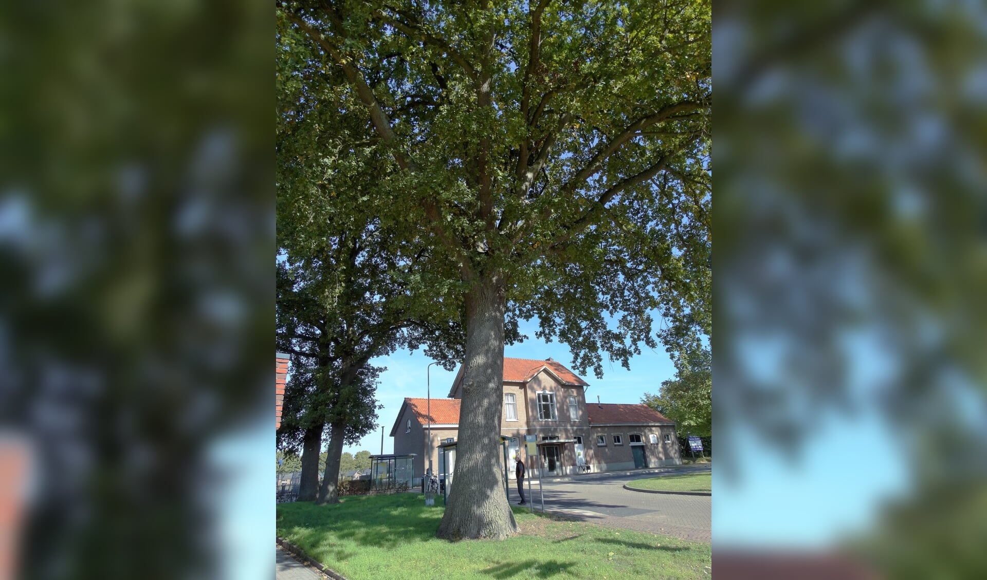 Eén van de bomen uit het Landelijk Register van Monumentale Bomen: een eik voor het station in Vorden. Foto: Gerlinde Bulten