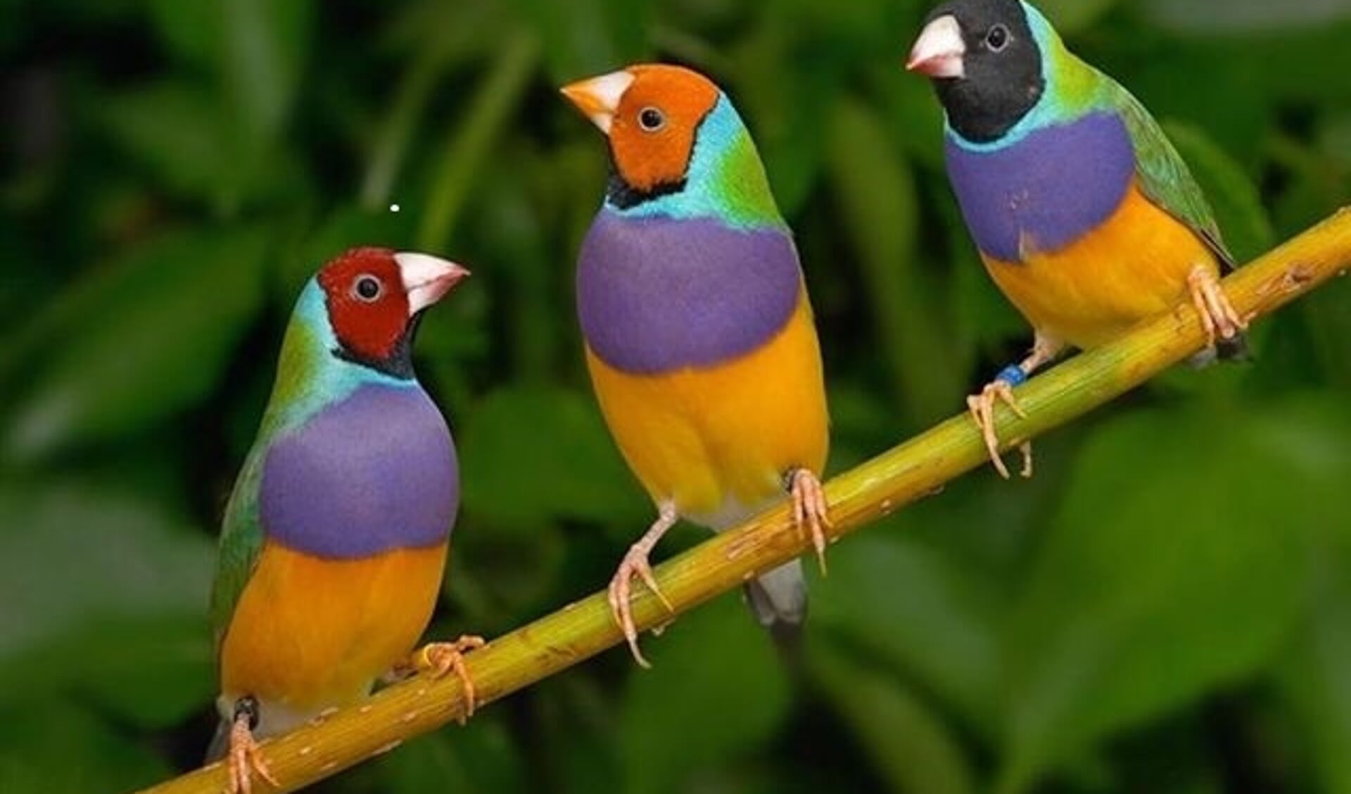 Gouldamadines, prachtige kleurige vogeltjes. Foto: PR