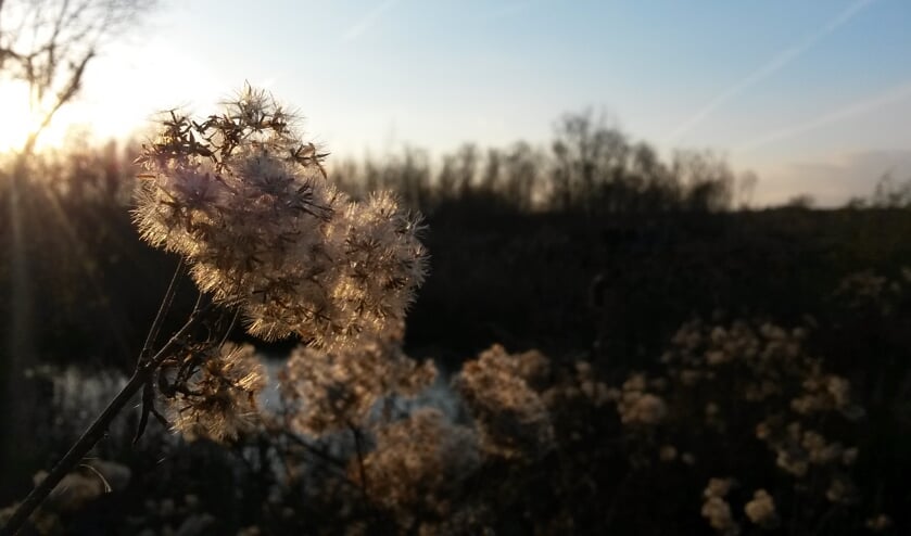 Koninginnekruid. Foto: ©Natuurmonumenten