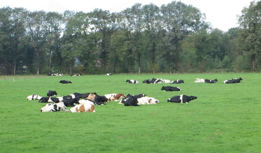 Deelnemers vooral melkvee- en varkenshouders. Foto: Bernhard Harfsterkamp
