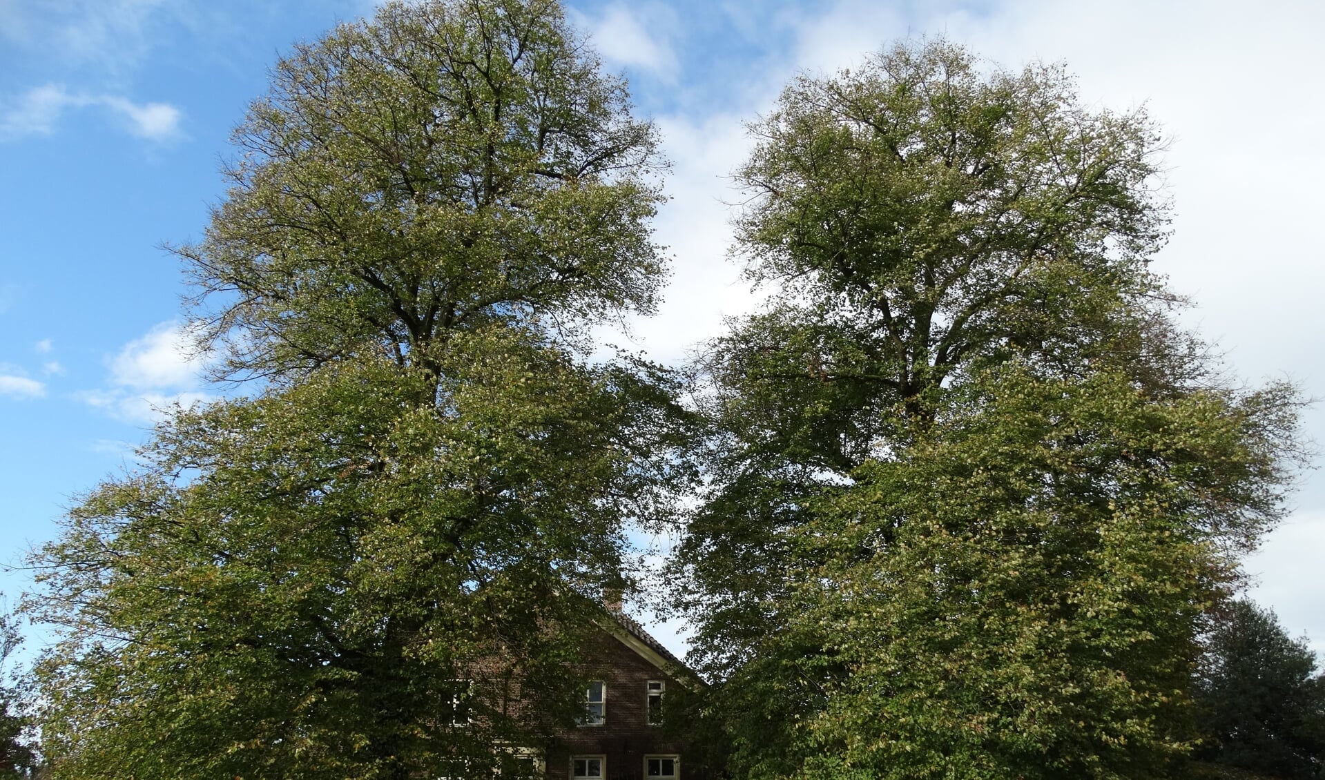 Deze twee Hollandse lindes zijn ook toegevoegd aan het Landelijk Register van Monumentale Bomen. De linkerboom is 24,5 meter hoog, de rechterboom 22 meter. De omtrek op 1.30 meter hoogte bedraagt respectievelijk 3.70 en 3.37 m. Deze lindes moeten ongeveer 130 jaar oud zijn. Foto: Gerlinde Bulten