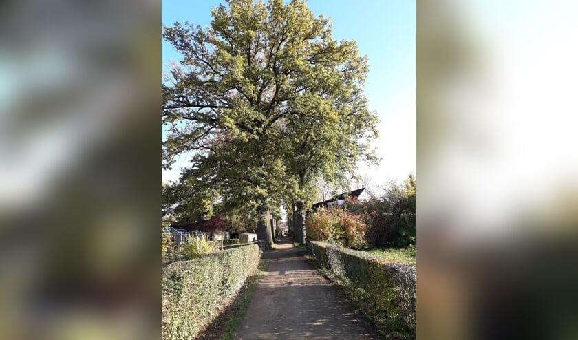 De monumentale bomen aan Het Hof in Lichtenvoorde met aan weerszijden de volkstuintjes. Foto: Frits van Lochem