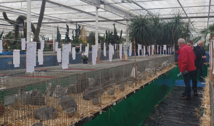 Het niveau van de ingezonden konijnen, maar ook van hoenders, dwerghoenders, fazanten, kwartels, watervogels en sierduiven was zeer hoog. Foto: Jan Hendriksen.