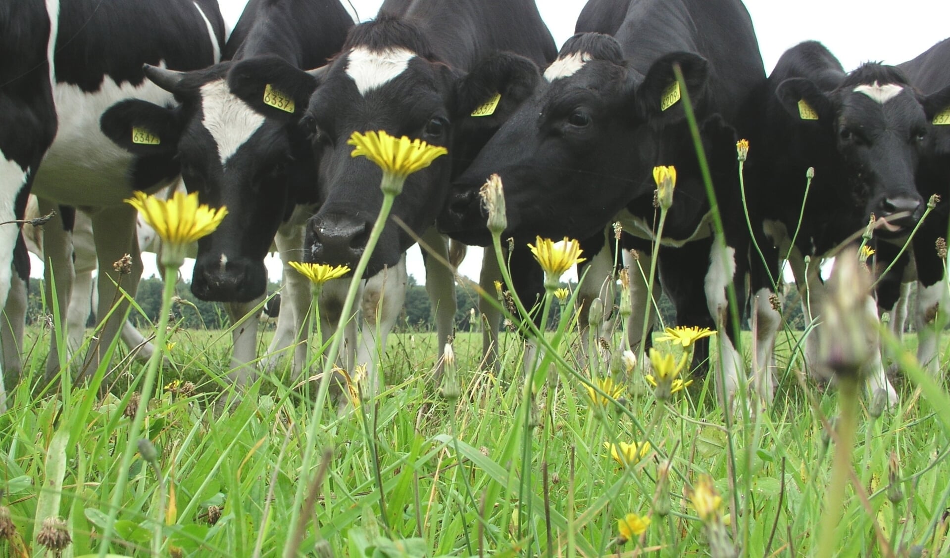 Koeien in kruidenrijk grasland. Foto Rob Geerts.