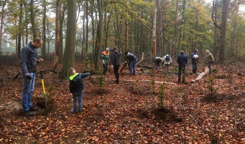 Jong en oud planten samen beuken in het Loohuisbos. Foto: Anouk Ballot