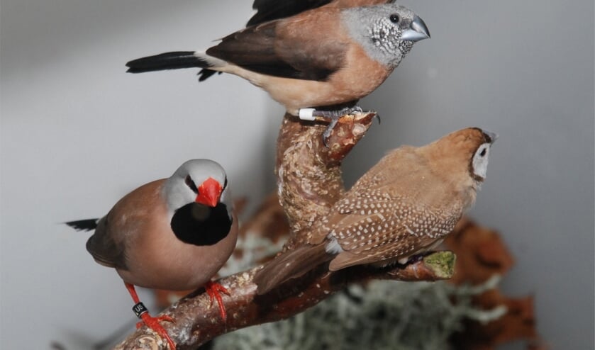 Enkele tropische soorten welke op de tentoonstelling aanwezig zijn. Foto: PR