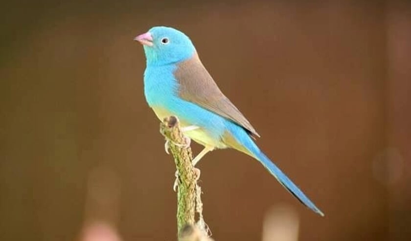 Het blauwkopblauwfazantje is een prachtvink die oorspronkelijk uit Oost-Afrika komt.