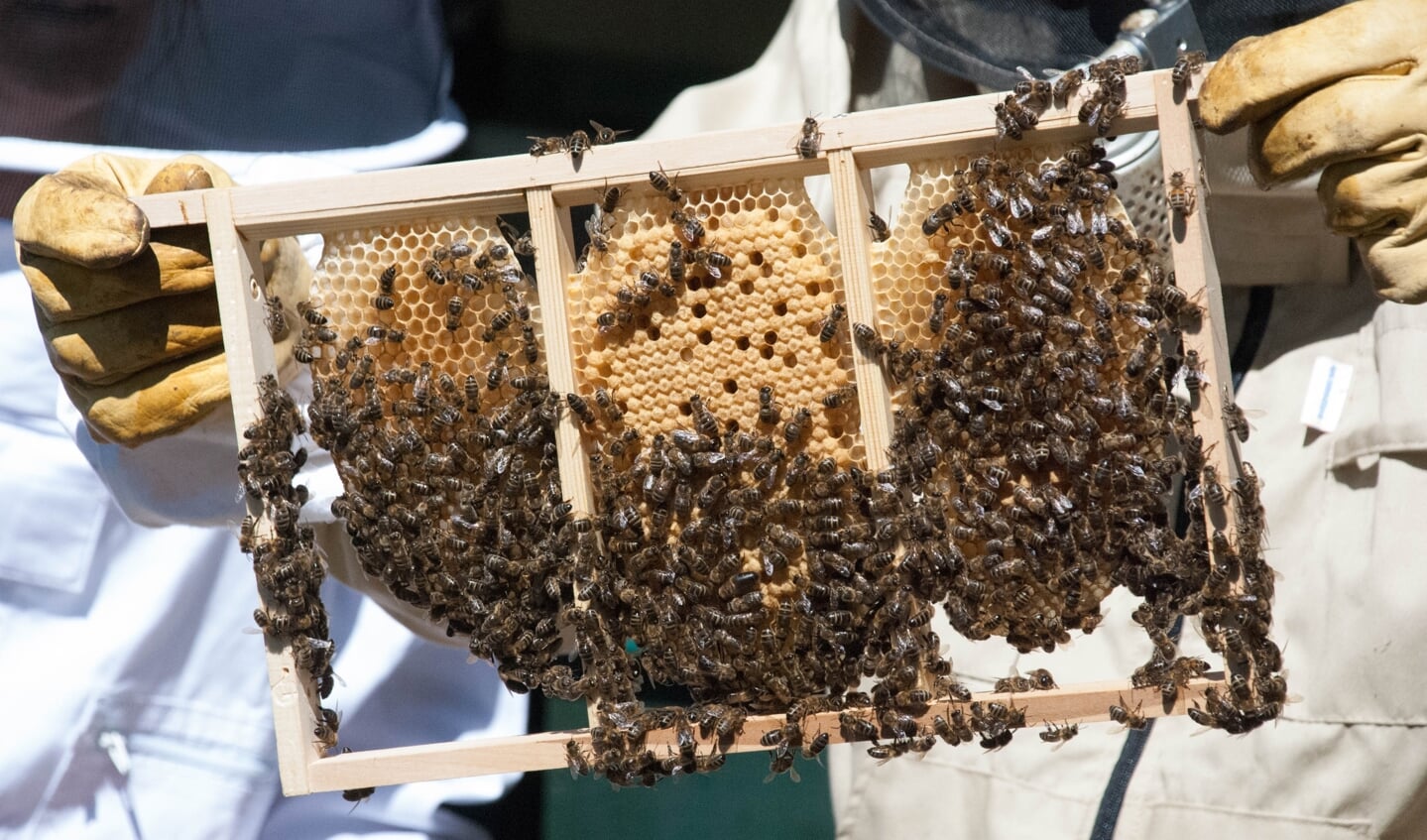 Bijen, imker, honing, raat. Foto: PR