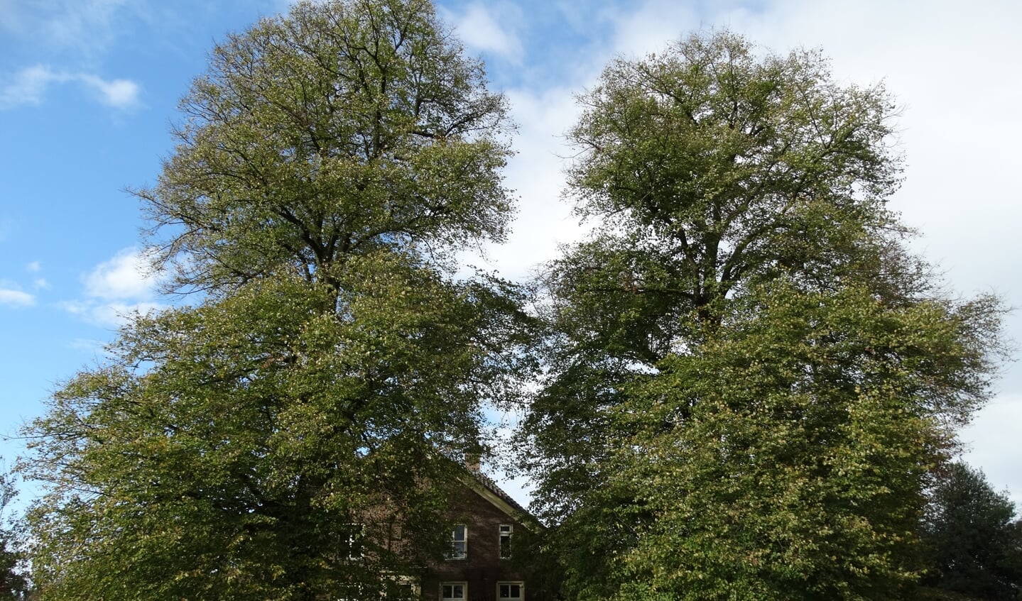Deze twee Hollandse lindes zijn ook toegevoegd aan het Landelijk Register van Monumentale Bomen. Ze moeten ongeveer 130 jaar oud zijn. Foto: Gerlinde Bulten
