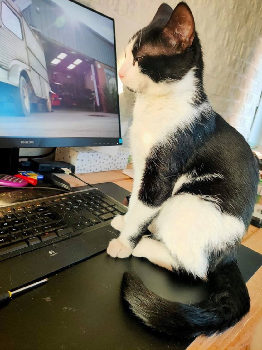 De vermiste kater Jimi uit Borculo. Foto: PR