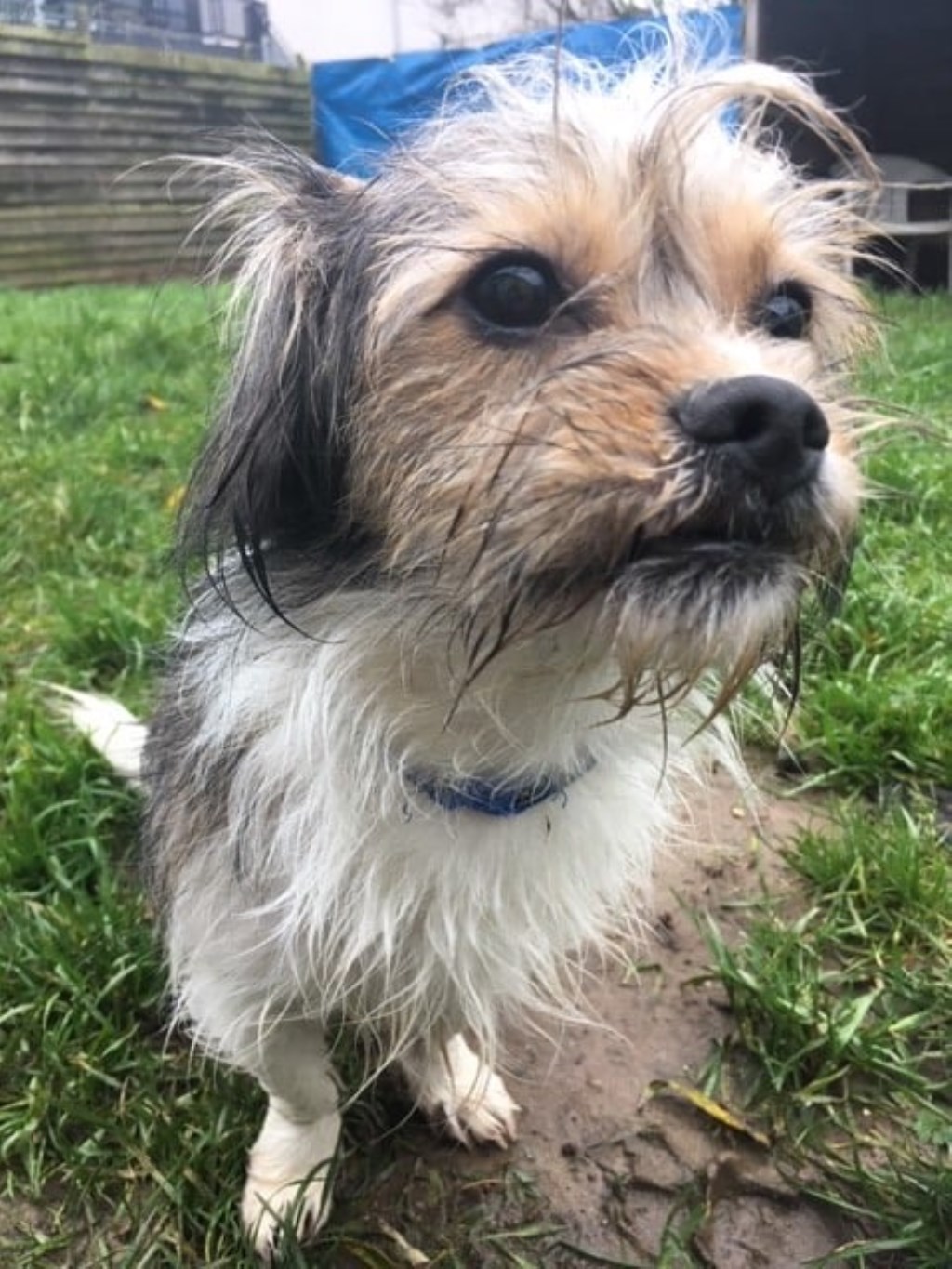 Van wie is dit hondje? Foto: PR