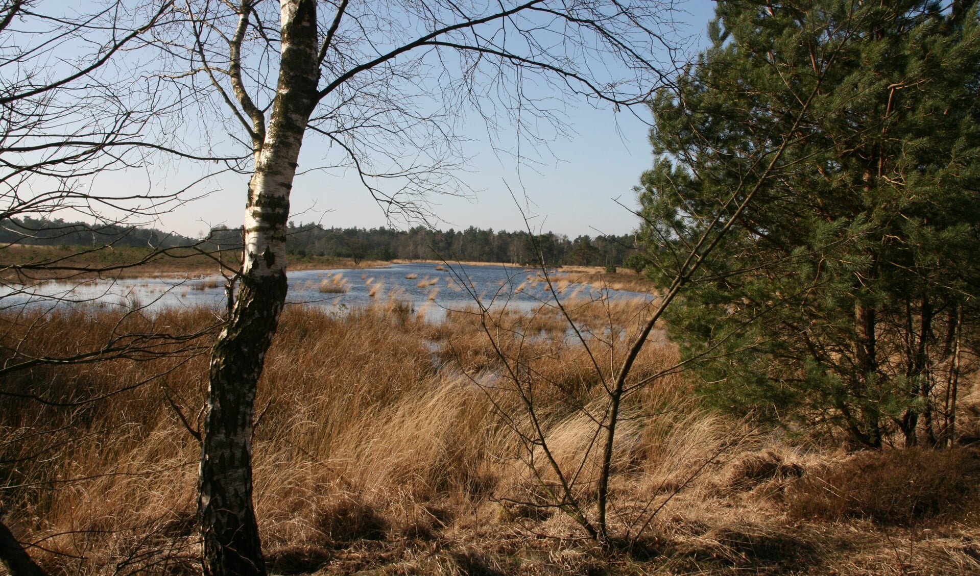 Gerritsflesch nabij Radio Kootwijk is een voorbeeld van kwetsbare natte heidegrond in een Gelders Natura 2000-gebied. Foto: Ank van der Bilt