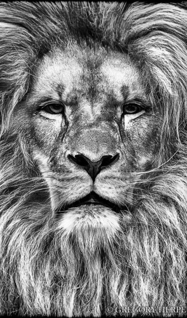 The Brave - Gregory Herpe. Foto: Gregory Herpe