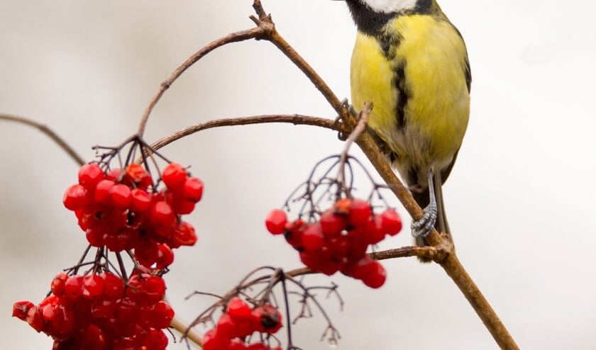 De koolmees stond een jaar geleden in de top drie na de Nationale Vogeltelling. Foto: Hans Peeters/Vogelbescherming Nederland