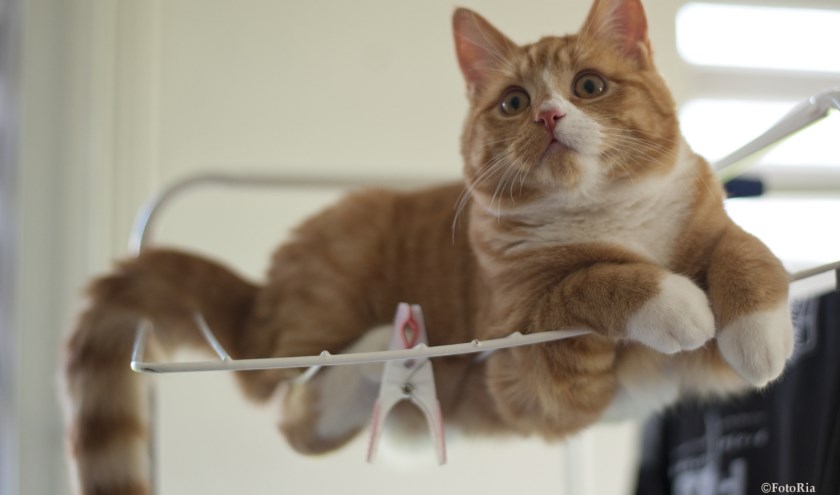 kater Teun wordt vermist in Eibergen. Foto: PR