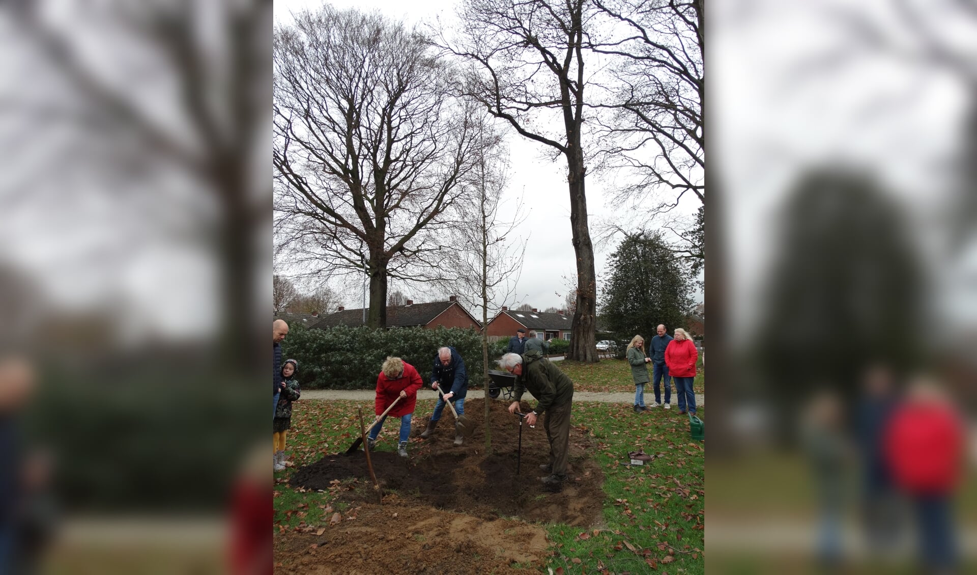 Enkele omwonenden van park De Braamberg hielpen mee met het planten een hopbeuk. Foto: Gerlinde Bulten