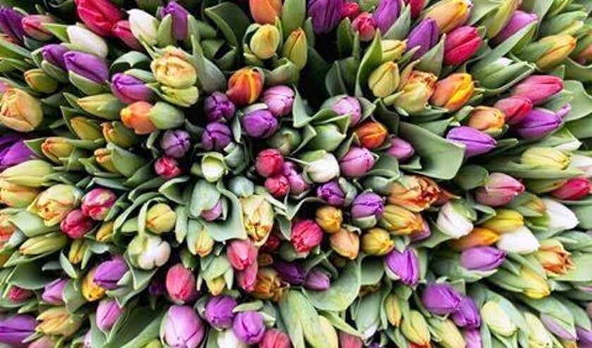 <p>Helaas geen tulpenverkoop door de Lionsclub Bronkhorst. Foto: PR</p>