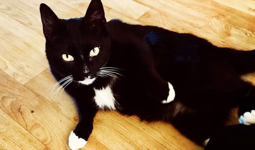 De vermiste kater Zorro. Foto: PR