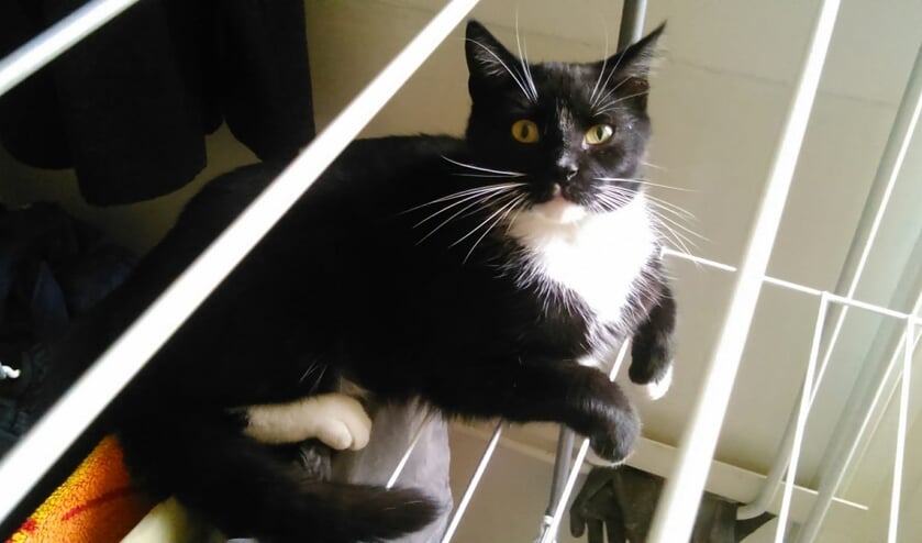 Kater Cismo. Foto: PR