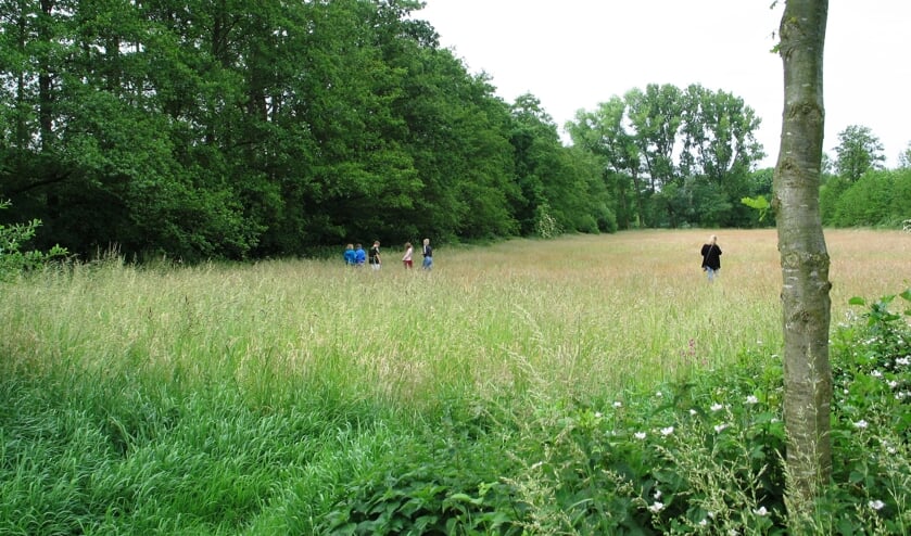 Het Aaltense Goor in juni met schoolkinderen die de natuur onderzoeken. Foto: Bernhard Harfsterkamp