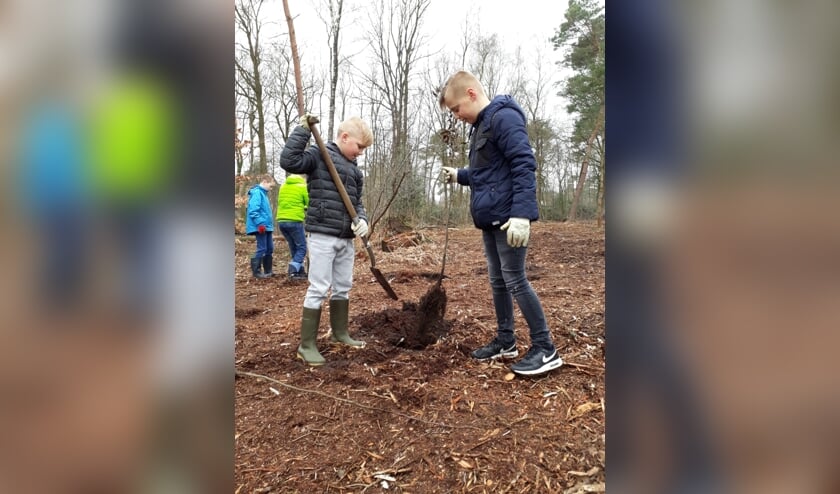 De kinderen platen met hulp bijna vijfhonderd zomereiken, taxussen en haagbeuken. Foto: PR.