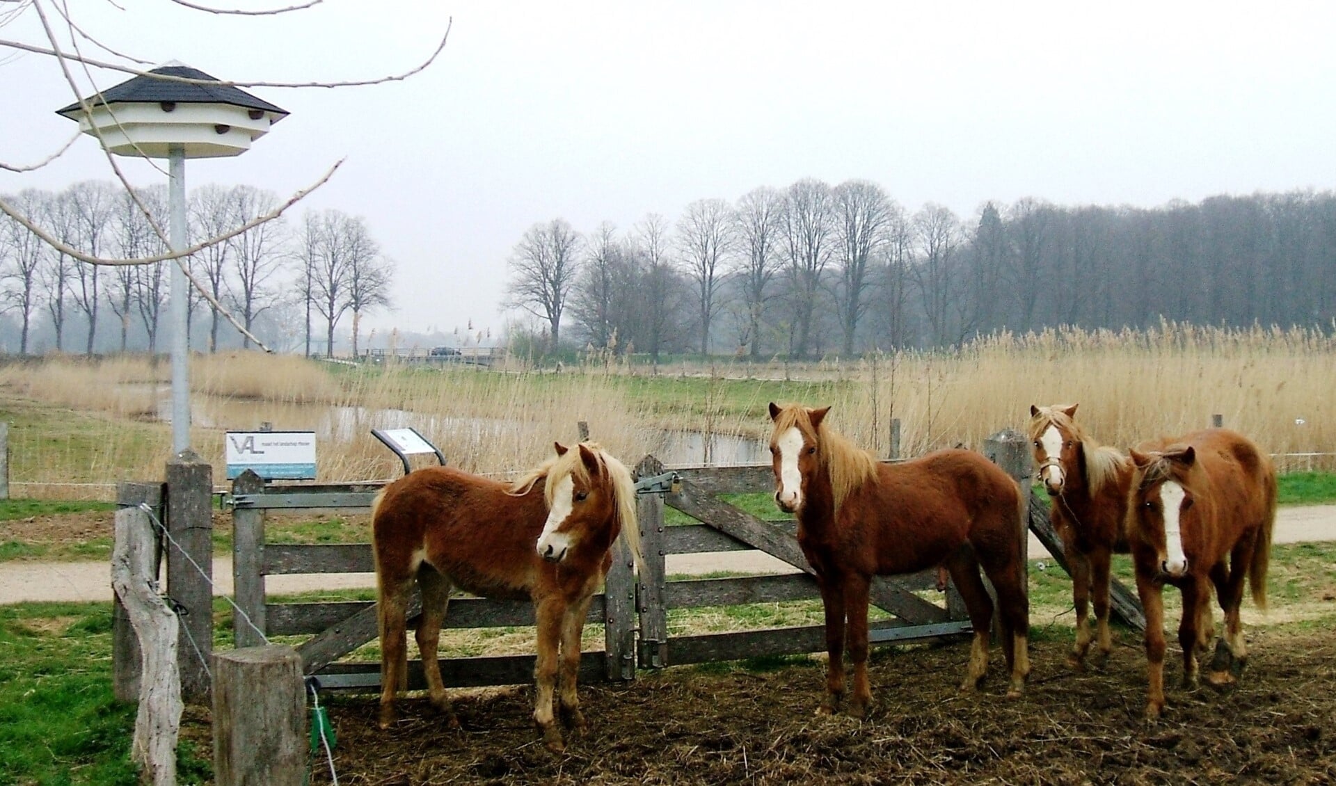 De huiszwaluwentil (links) bij Engbergen. Foto: Reinier Kroesen