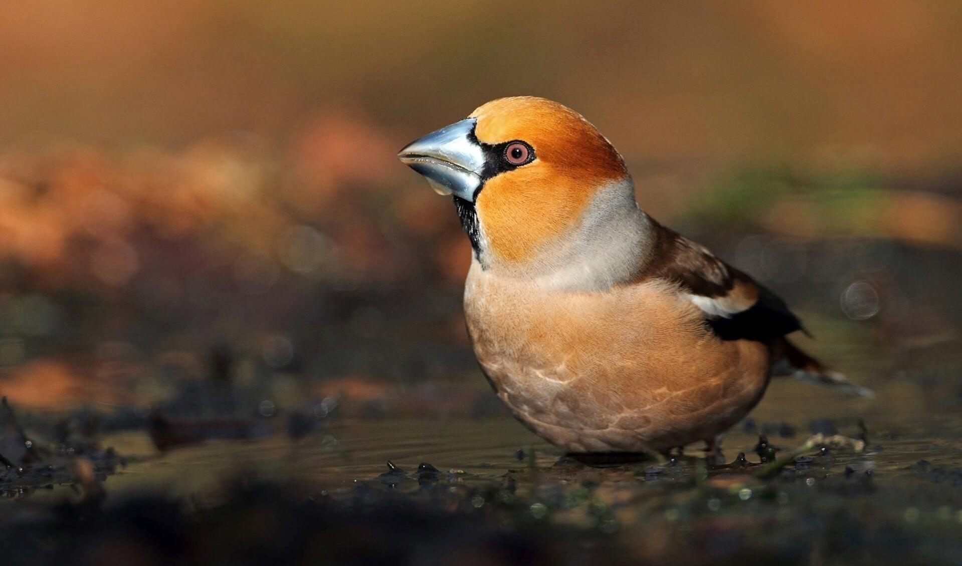 Een foto gemaakt tijdens Euro Bird Watch, Telpost Havelandsweg. Foto: PR