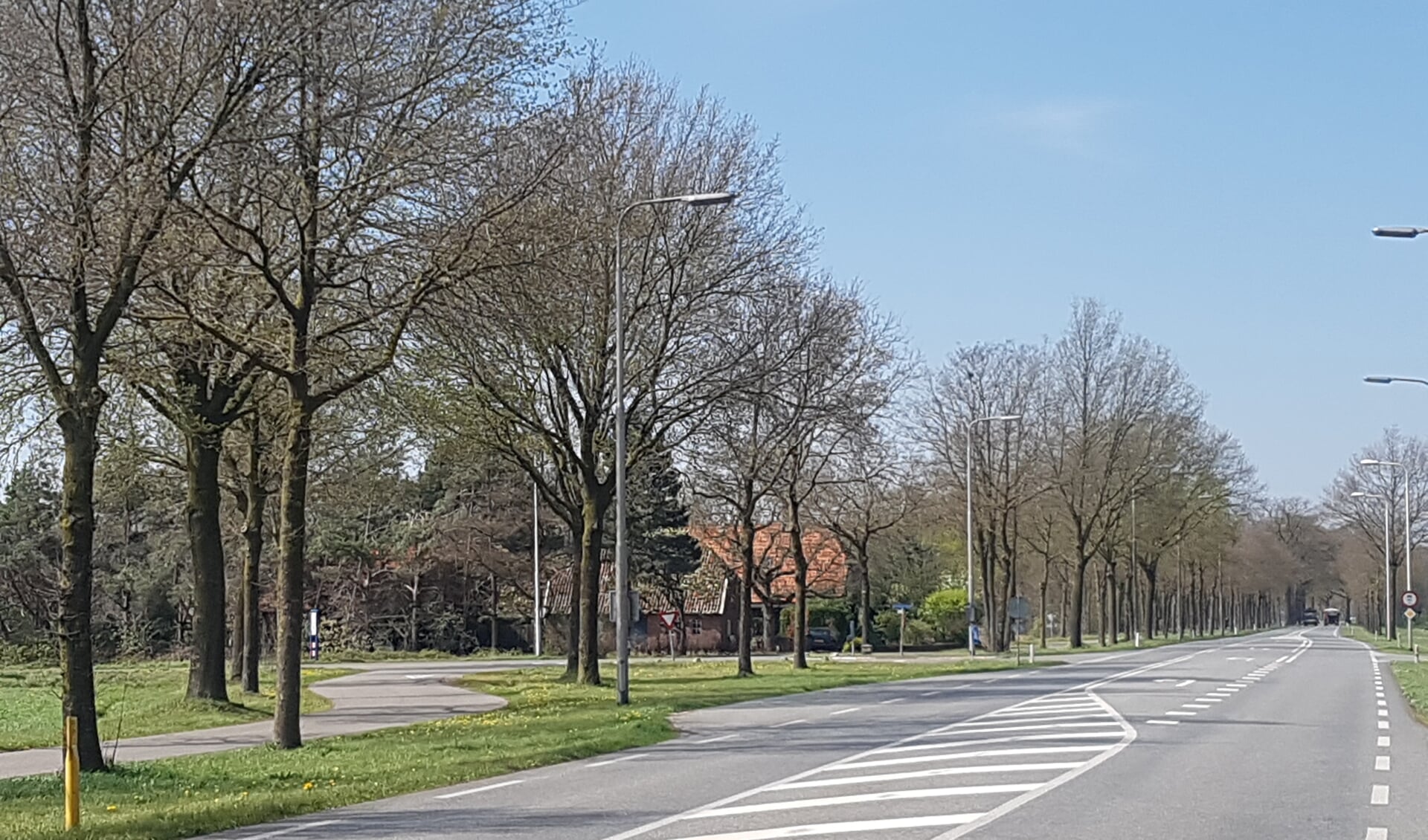 343 van de karakteristieke bomen langs de N319 worden mogelijk gekapt. Foto: Kyra Broshuis