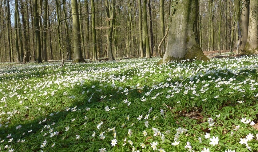 Er valt veel te zien tijdens de Stinzenwandeling op landgoed de Byvanck. Foto: PR