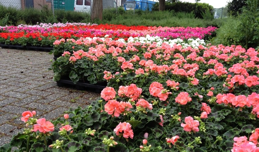 Moederdag bloemenactie