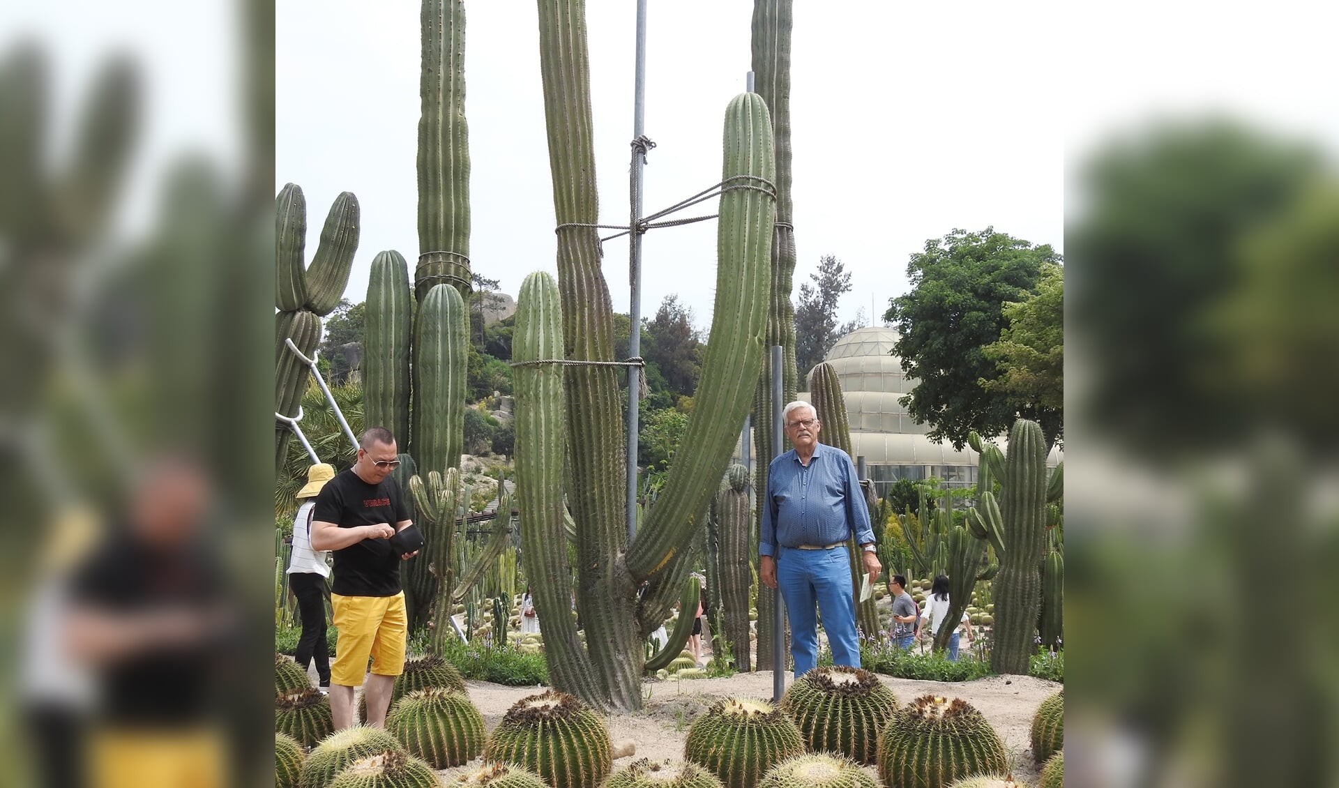 Henk Viscaal tussen de metershoge cactussen in China. Foto: Henk Viscaal