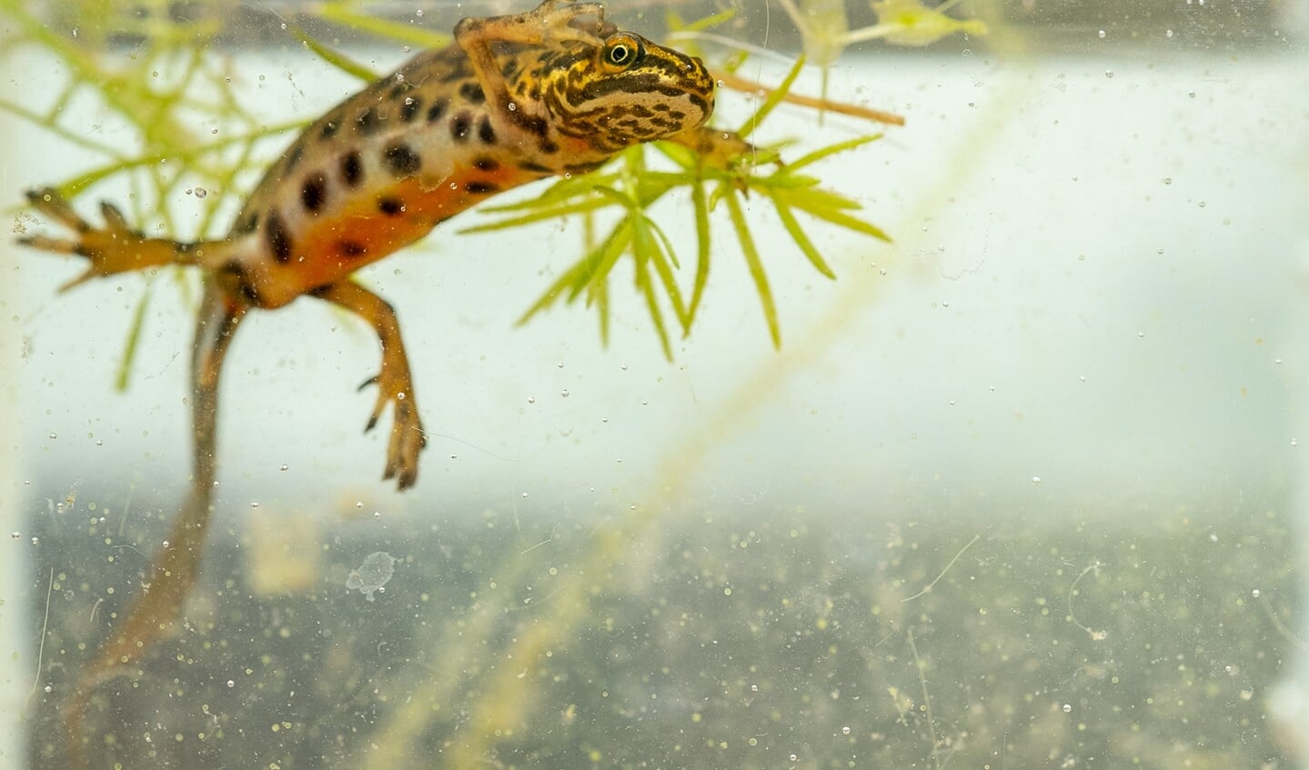 De watersalamander is een veelgeziene gast in de Zumpe. Foto: Burry van den Brink