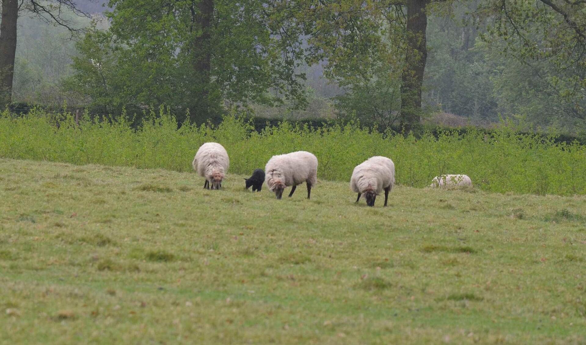 In Eefde begint op 15 mei een proef met begrazing van grasvelden en bermen door schapen. Foto: Achterhoekfoto.nl/Johan Braakman