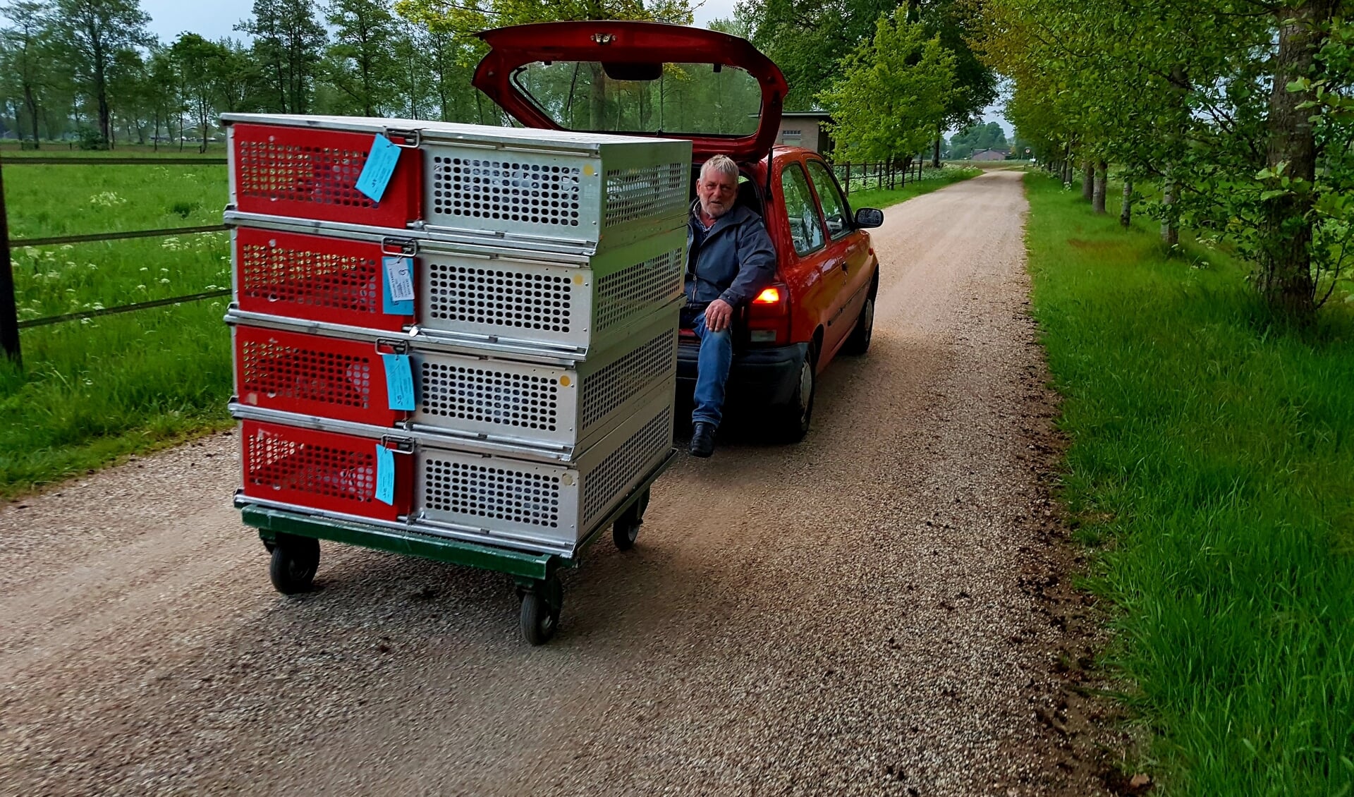 Leo te Stroet vervoert op eigen wijze de duiven naar de vrachtwagen. Foto: Robert Borneman