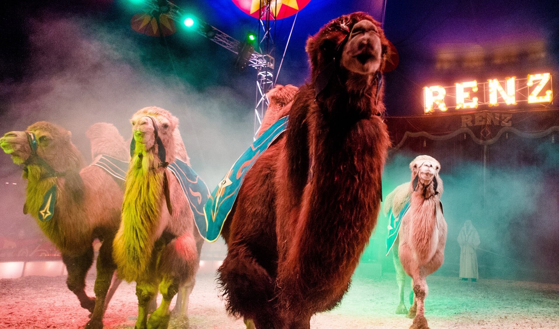 Circus Renz presenteert met trots hun dieren, waaronder kamelen. Foto: PR